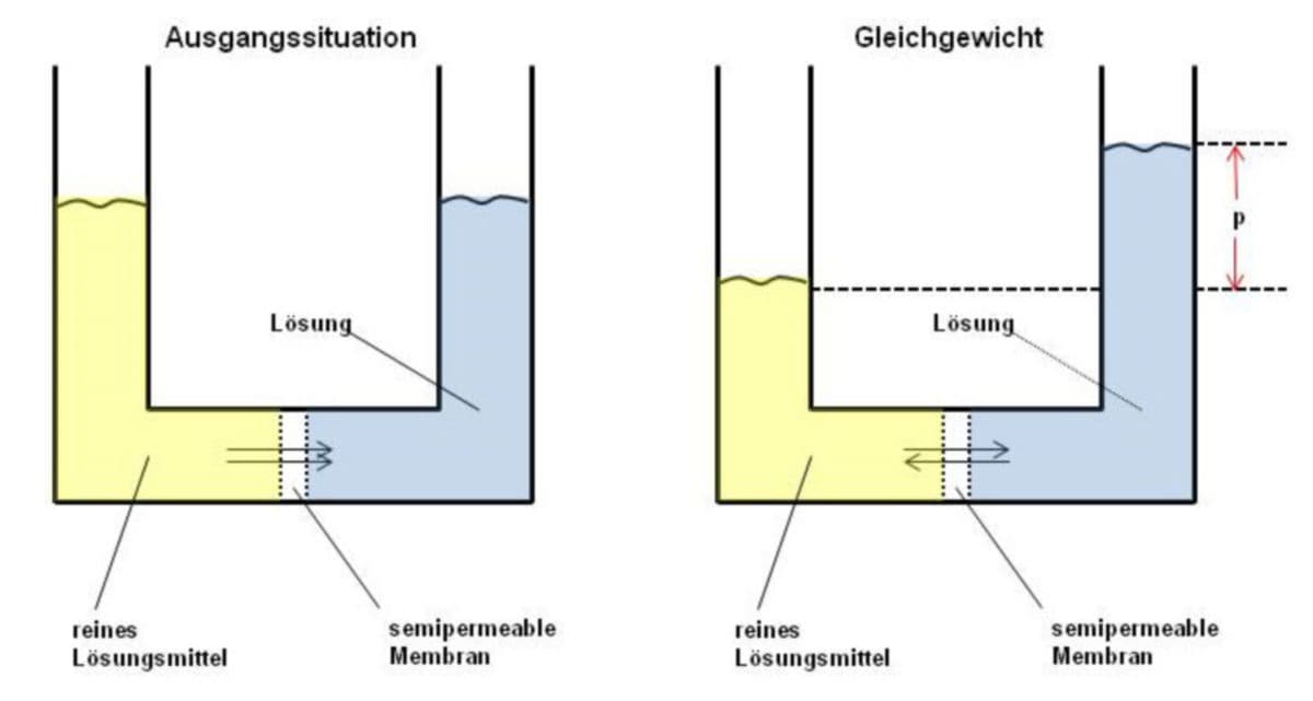 Osmose einfach erklärt